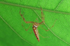 Viciria pavesii
