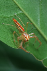 Viciria pavesii