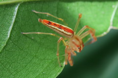 Viciria pavesii