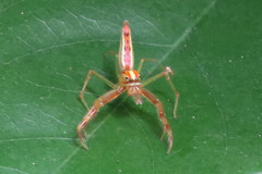Viciria pavesii