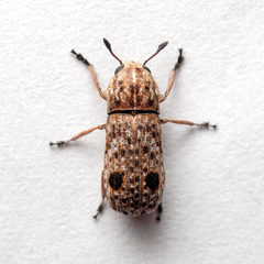 Ozotomerus rugicollis