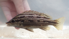 Sharpbeak Terapon photo 2