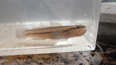 Tridentiger bifasciatus