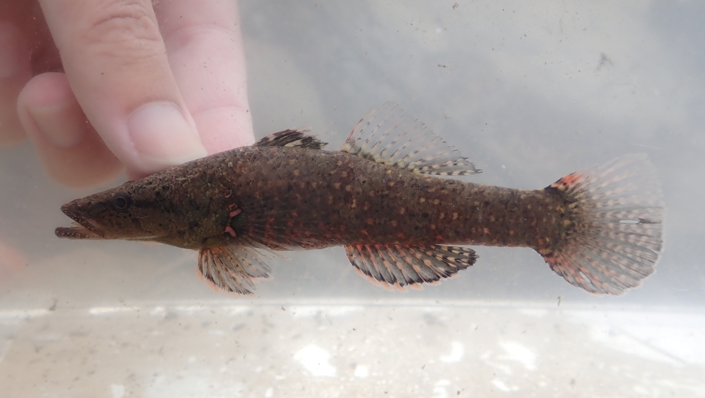 Flathead Sleeper