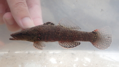 Butis humeralis