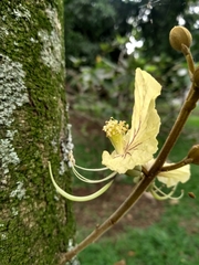 Swartzia robiniifolia