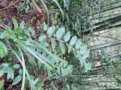 Rubus swinhoei