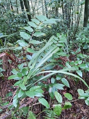 Rubus swinhoei