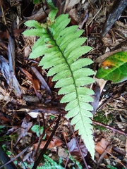 Microlepia marginata