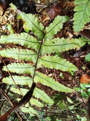 Microlepia marginata