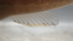 Tridentiger bifasciatus