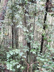 Stauntonia chinensis