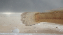 Tridentiger bifasciatus