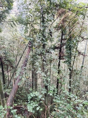 Stauntonia chinensis