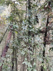 Stauntonia chinensis