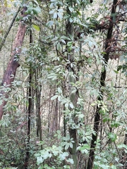 Stauntonia chinensis