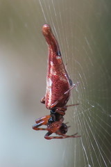 Cyclosa bifida