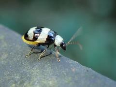 Monolepta cavipennis