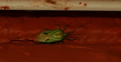 Urolabida
