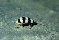 Monolepta cavipennis