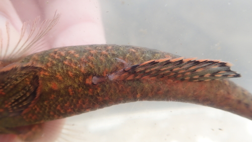 Olive flathead-gudgeon (Butis humeralis) — Eleotridae — 5