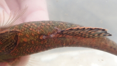 Butis humeralis
