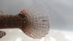 Butis humeralis