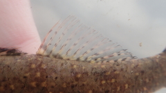 Butis humeralis