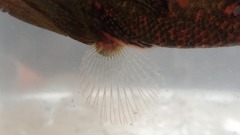 Butis humeralis