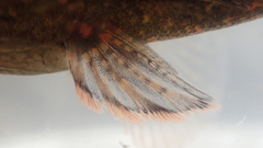 Butis humeralis