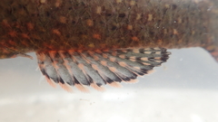 Butis humeralis