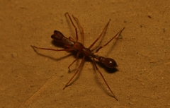 Myrmaplata plataleoides