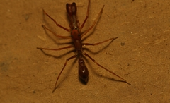 Myrmaplata plataleoides