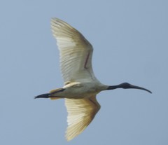 Threskiornis melanocephalus