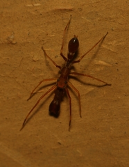Myrmaplata plataleoides