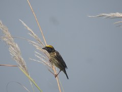 Ploceus manyar