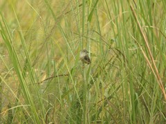 Prinia inornata