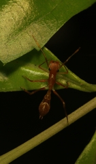 Myrmaplata plataleoides