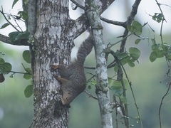 Heliosciurus undulatus