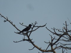 Corvus macrorhynchos culminatus