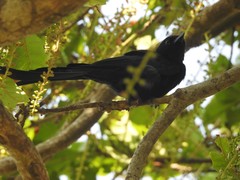 Dicrurus macrocercus