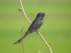 Dicrurus macrocercus