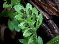 Fabraea rhytismoidea