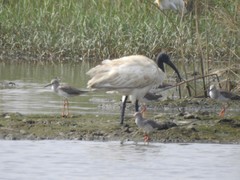 Threskiornis melanocephalus