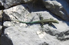 Dalmatolacerta oxycephala