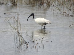 Threskiornis melanocephalus