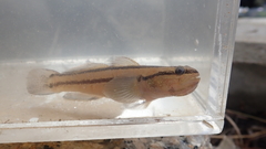 Tridentiger bifasciatus