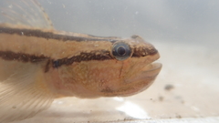 Tridentiger bifasciatus