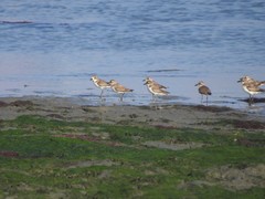 Charadrius leschenaultii