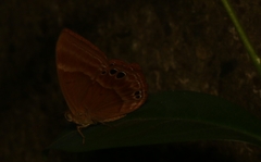 Abisara bifasciata suffusa